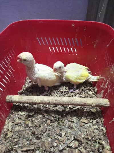 Ringneck Chicks Cremino Double Factor
