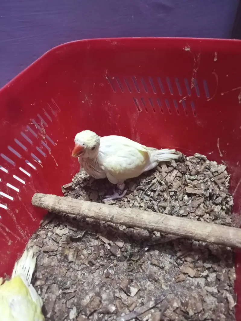 Ringneck Chicks Cremino Double Factor — photo 2
