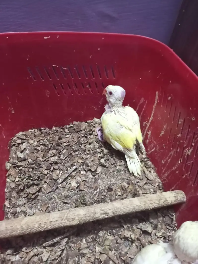 Ringneck Chicks Cremino Double Factor — photo 3