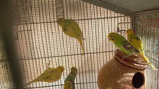 per piece 300 23 piece Hain cage ke sath 10,000