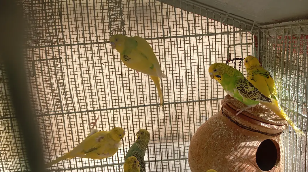 per piece 300 23 piece Hain cage ke sath 10,000