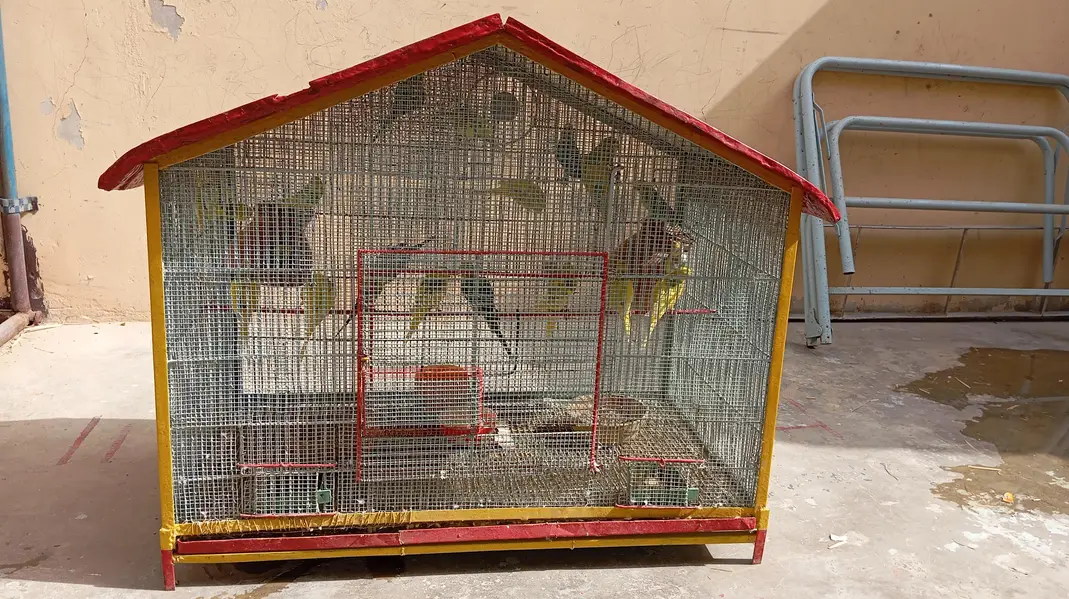 per piece 300 23 piece Hain cage ke sath 10,000 — photo 2