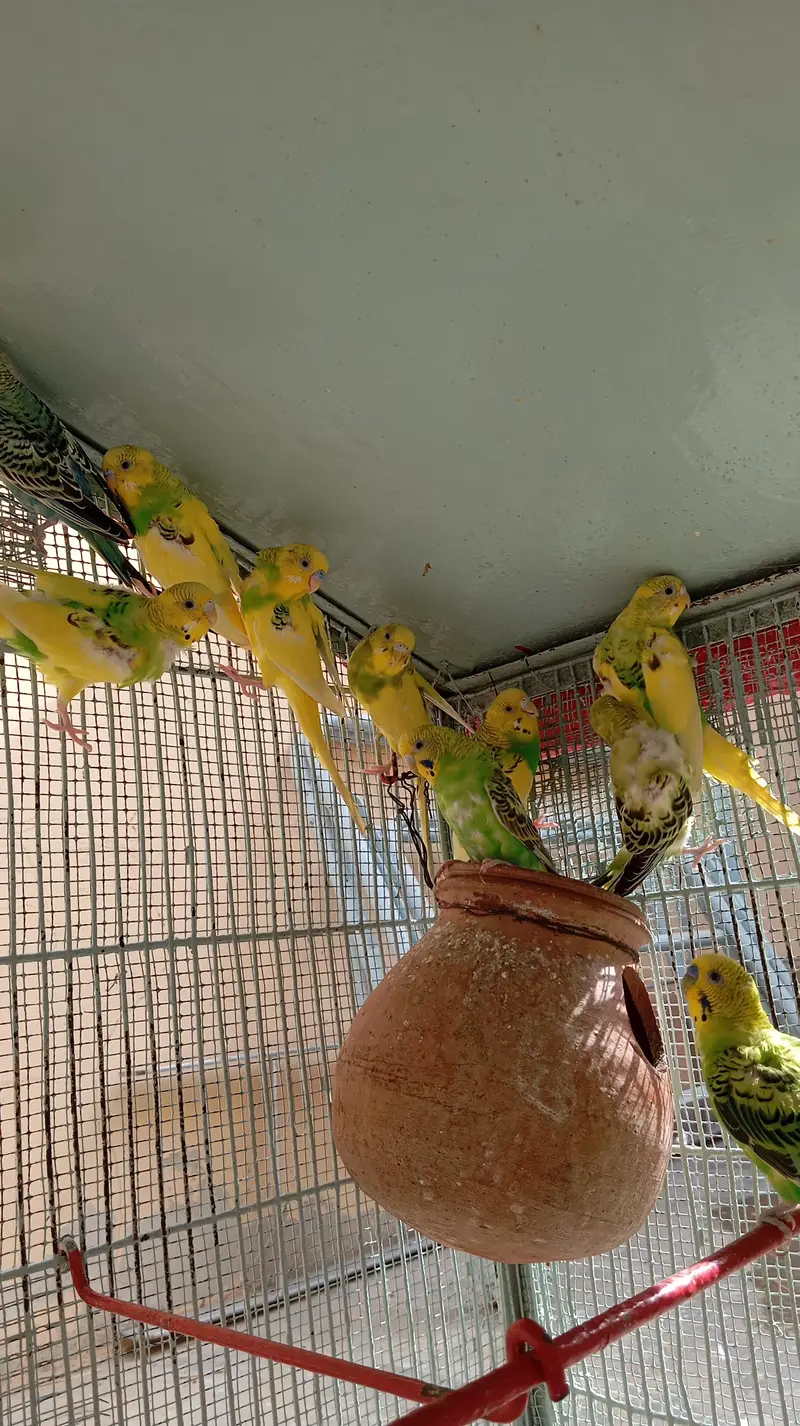 per piece 300 23 piece Hain cage ke sath 10,000 — photo 3