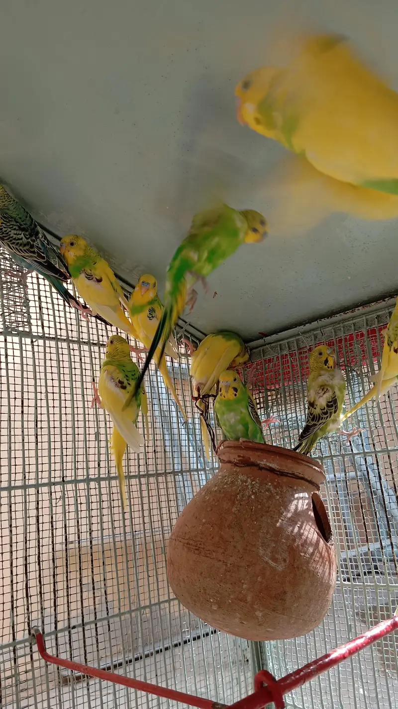 per piece 300 23 piece Hain cage ke sath 10,000 — photo 4