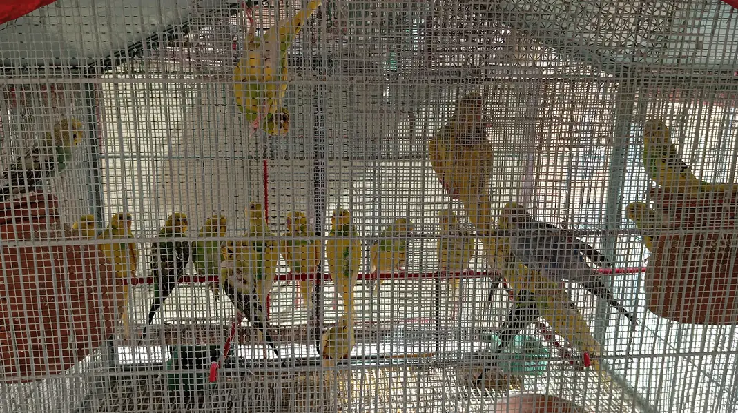 per piece 300 23 piece Hain cage ke sath 10,000 — photo 5