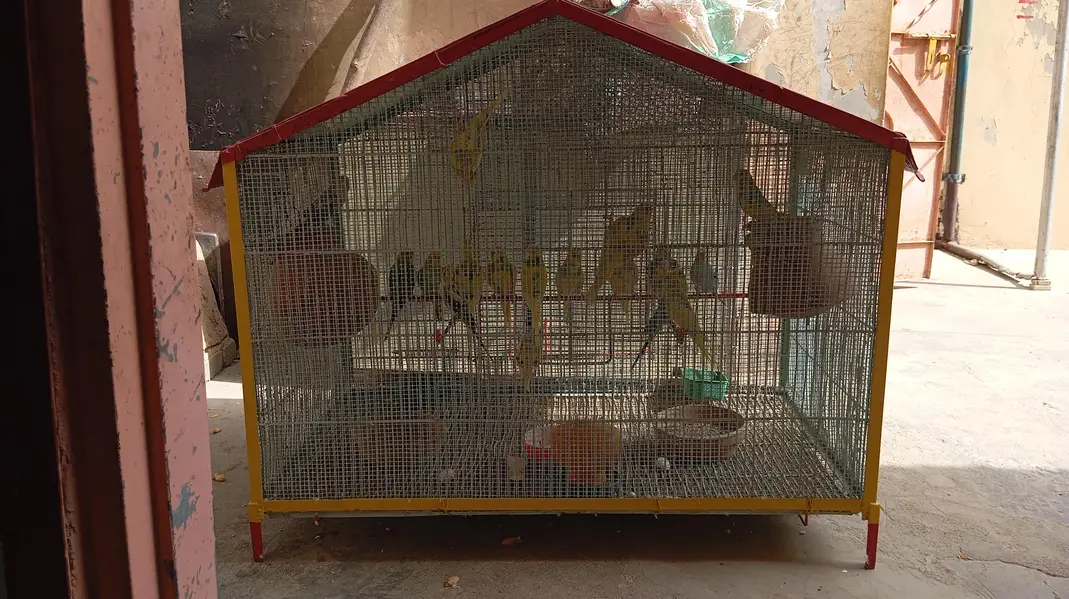 per piece 300 23 piece Hain cage ke sath 10,000 — photo 6