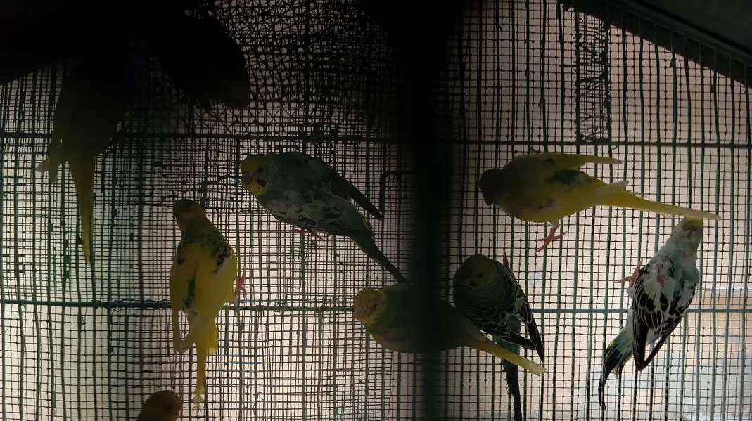 per piece 300 23 piece Hain cage ke sath 10,000 — photo 11