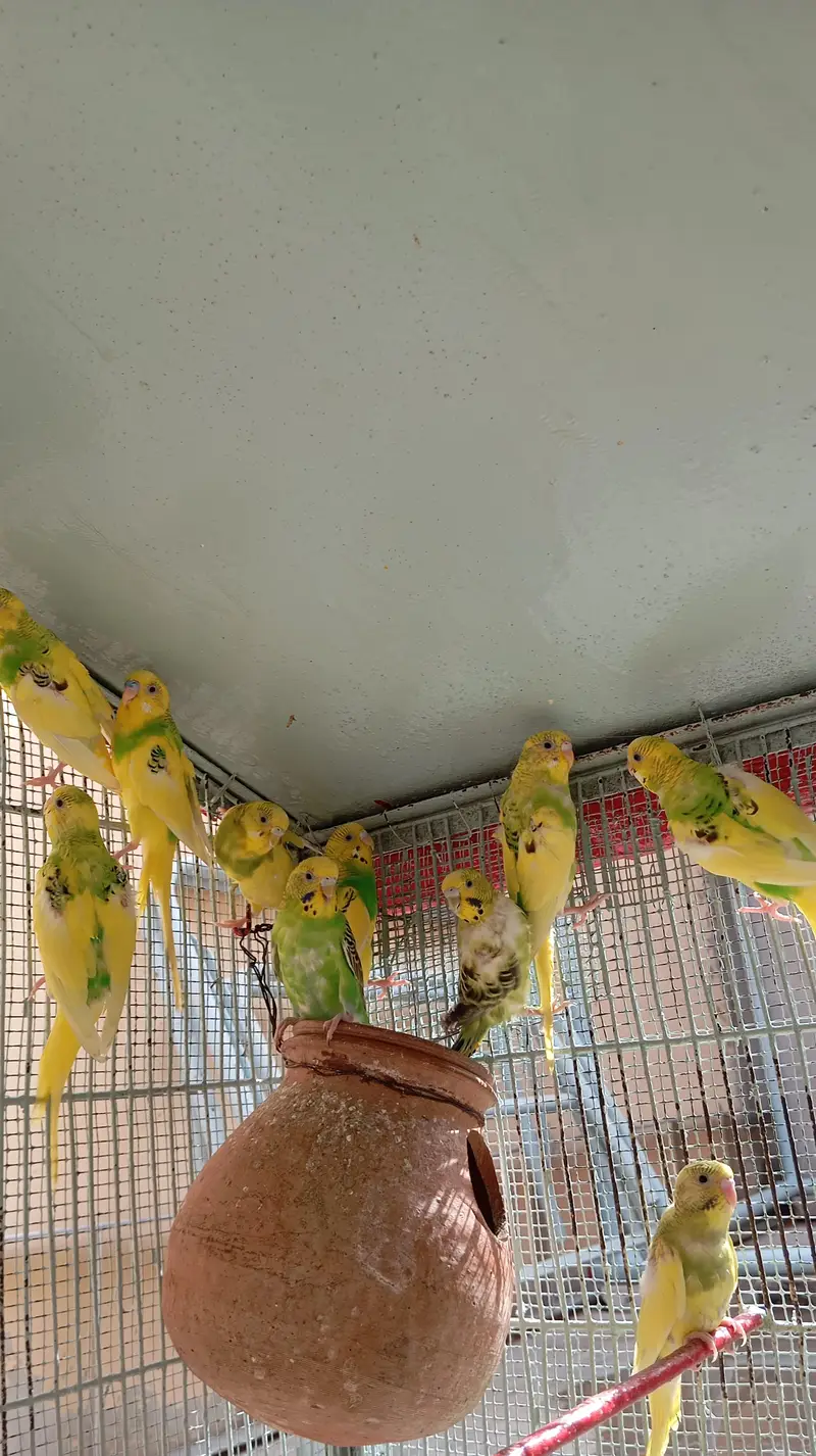 per piece 300 23 piece Hain cage ke sath 10,000 — photo 12