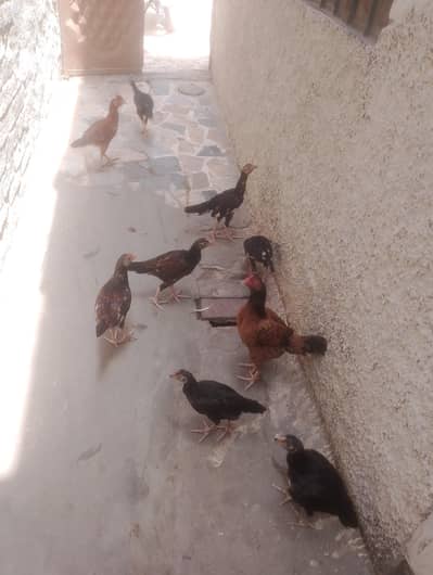 Pure Aseel Chicks with Mother for Sale (Aseel Choze aur Murgi)