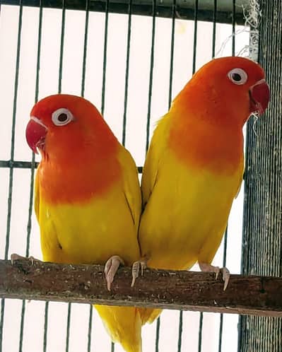 top Quality bird's
