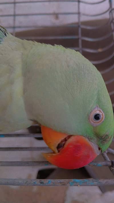 raw parrot Pahari( kashmiri Alexander) hand tame and talking