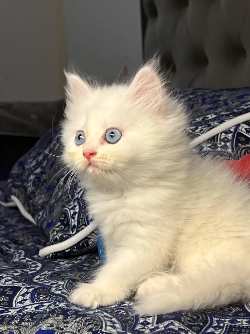 Cute & Healthy Persian Kittens Triple Coated Available