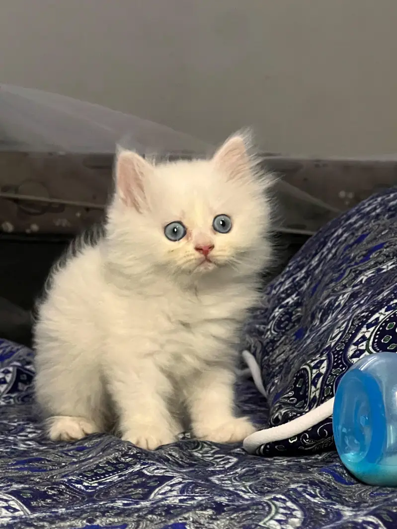 Cute & Healthy Persian Kittens Triple Coated Available — photo 2