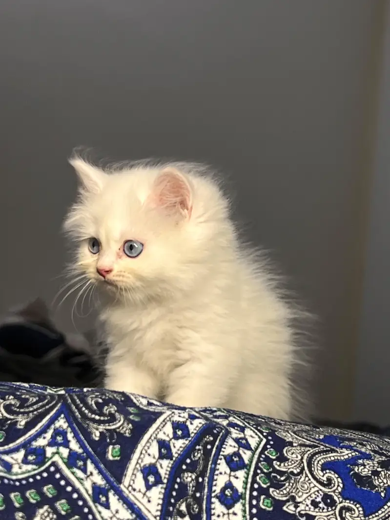 Cute & Healthy Persian Kittens Triple Coated Available — photo 3