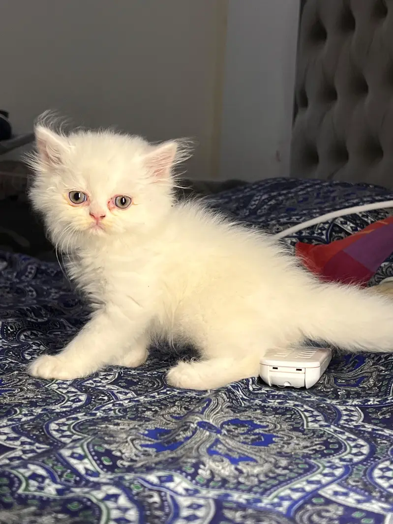 Cute & Healthy Persian Kittens Triple Coated Available — photo 4
