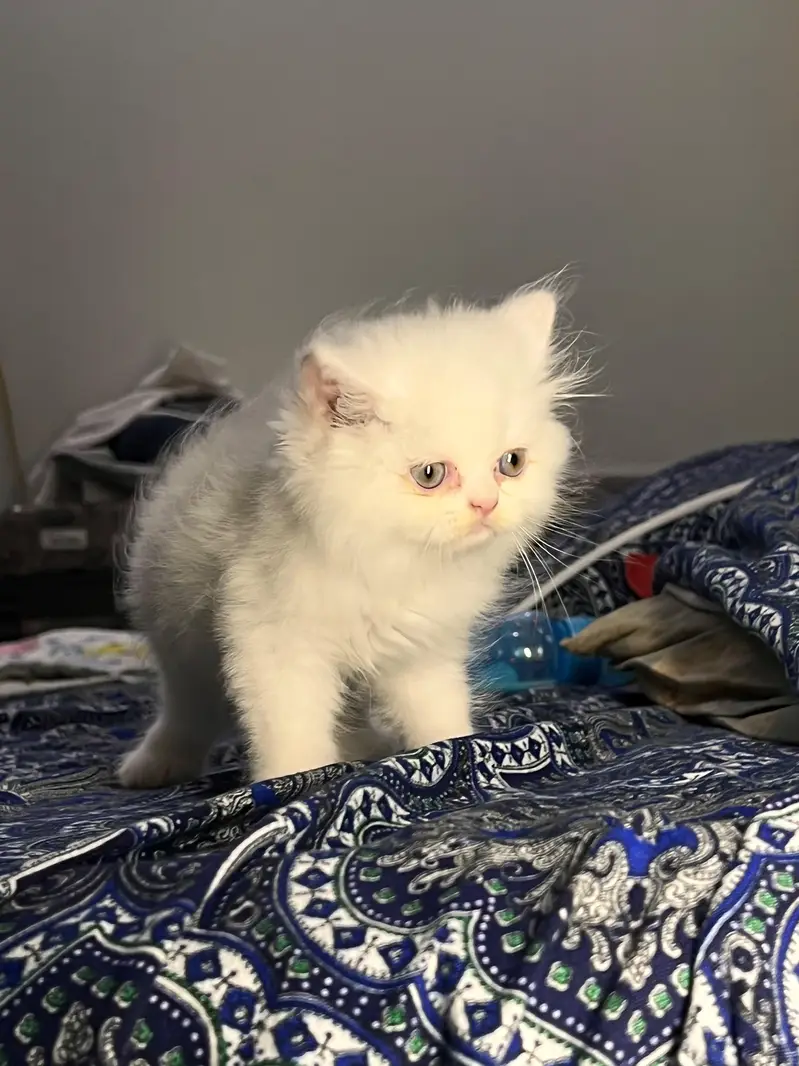Cute & Healthy Persian Kittens Triple Coated Available — photo 5