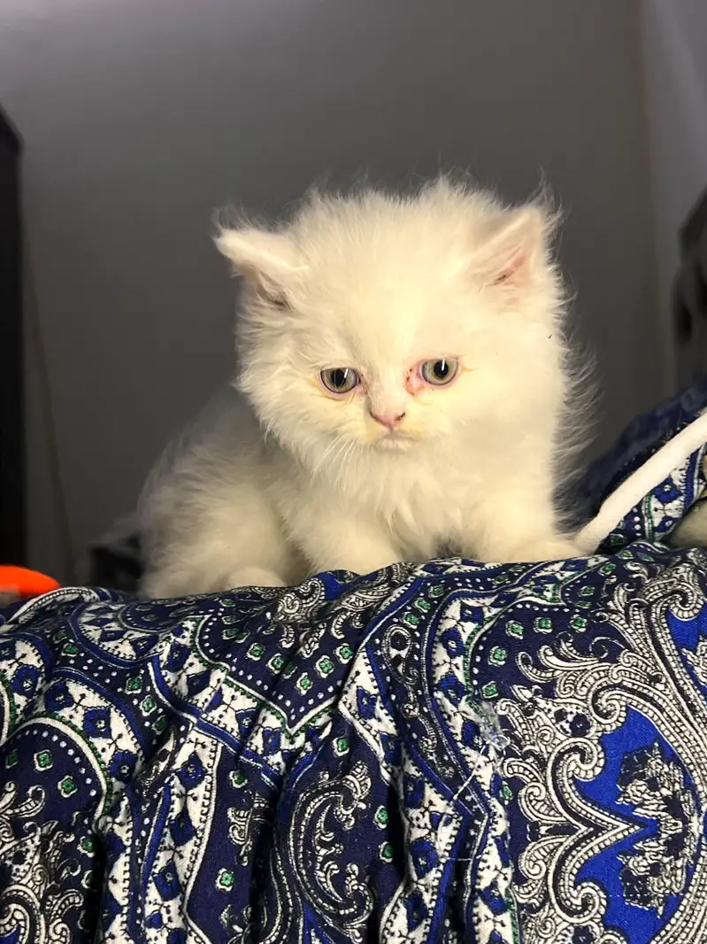 Cute & Healthy Persian Kittens Triple Coated Available — photo 6