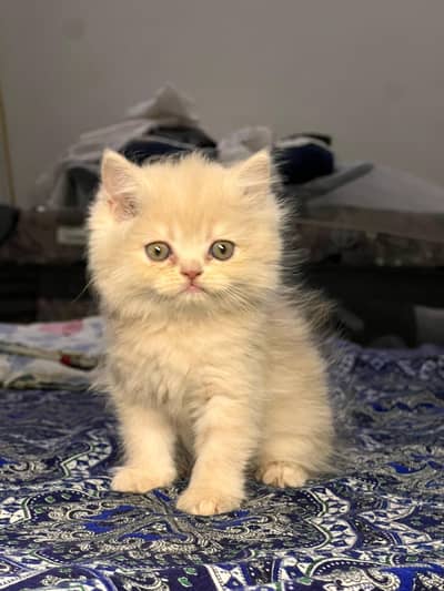 Cute & Healthy Persian Kittens Triple Coated Available