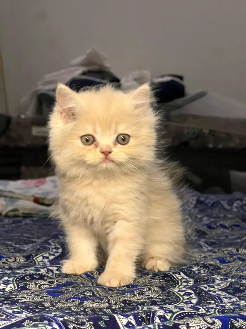 Cute & Healthy Persian Kittens Triple Coated Available — photo 7