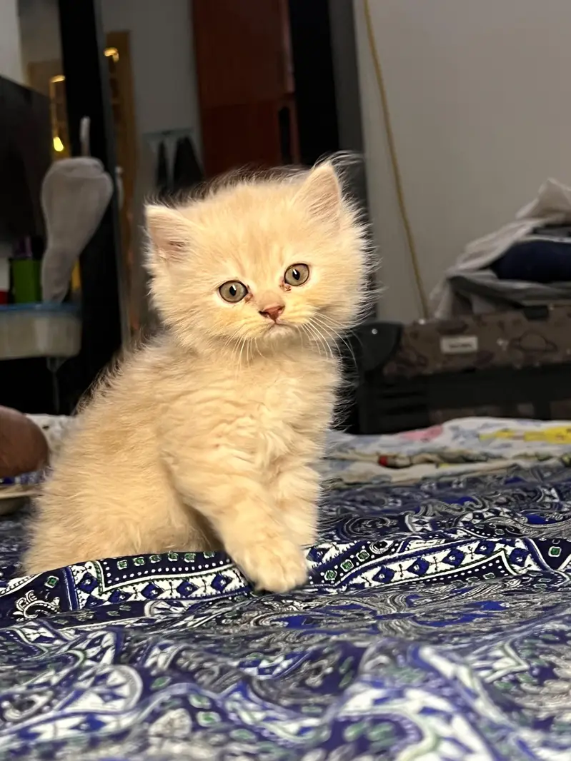 Cute & Healthy Persian Kittens Triple Coated Available — photo 8