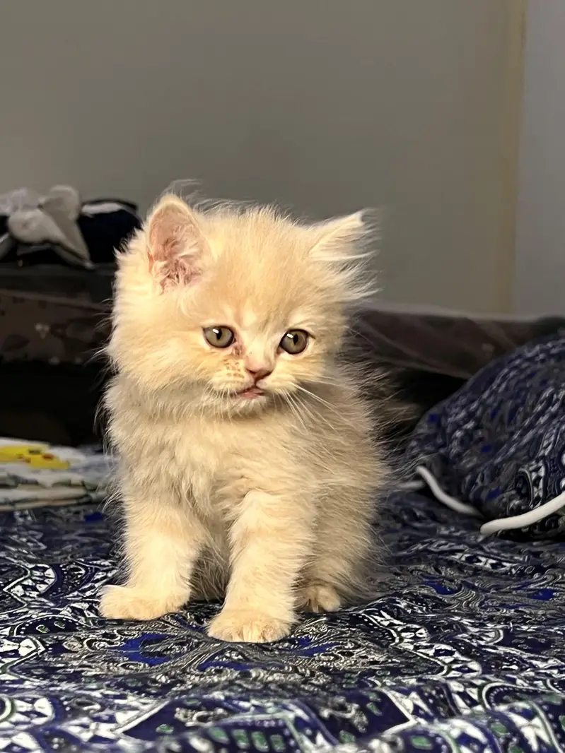 Cute & Healthy Persian Kittens Triple Coated Available — photo 9