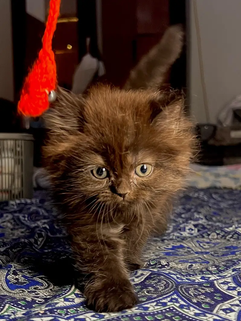 Cute & Healthy Persian Kittens Triple Coated Available — photo 10