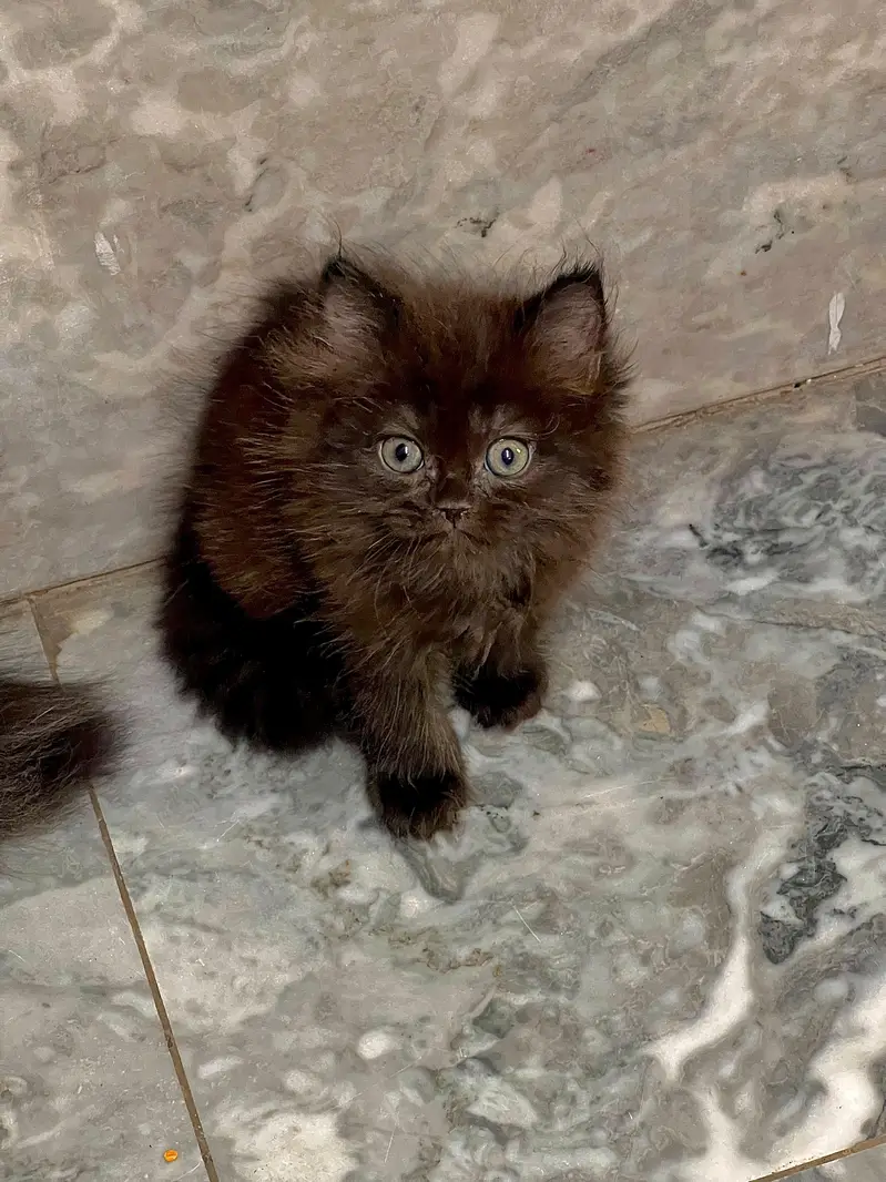 Cute & Healthy Persian Kittens Triple Coated Available — photo 11