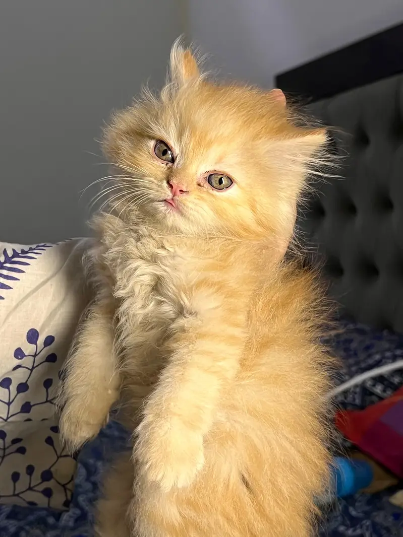 Cute & Healthy Persian Kittens Triple Coated Available — photo 12