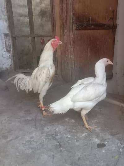 aseel Heera pair health and beautiful