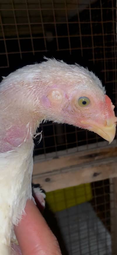 shamo chicks/king shamo chick/parrot face shamo chick / white oh shamo