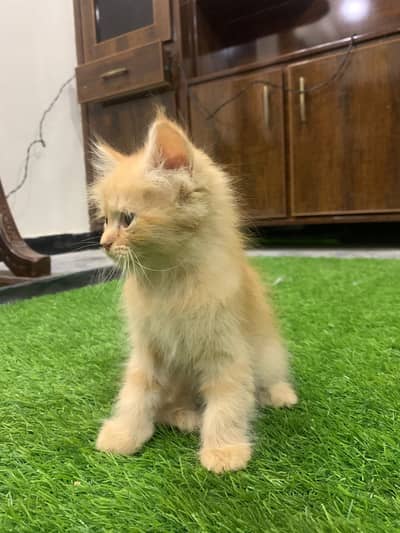 Kitten for sale