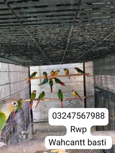 yellow sided red factor kenor Patha non dna