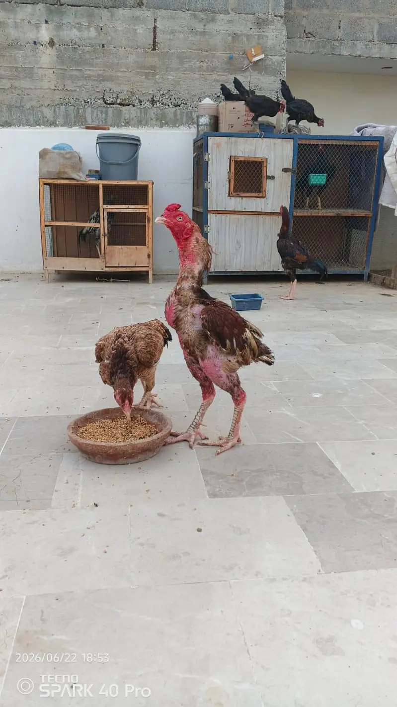 pure mianwali aseel — photo 8