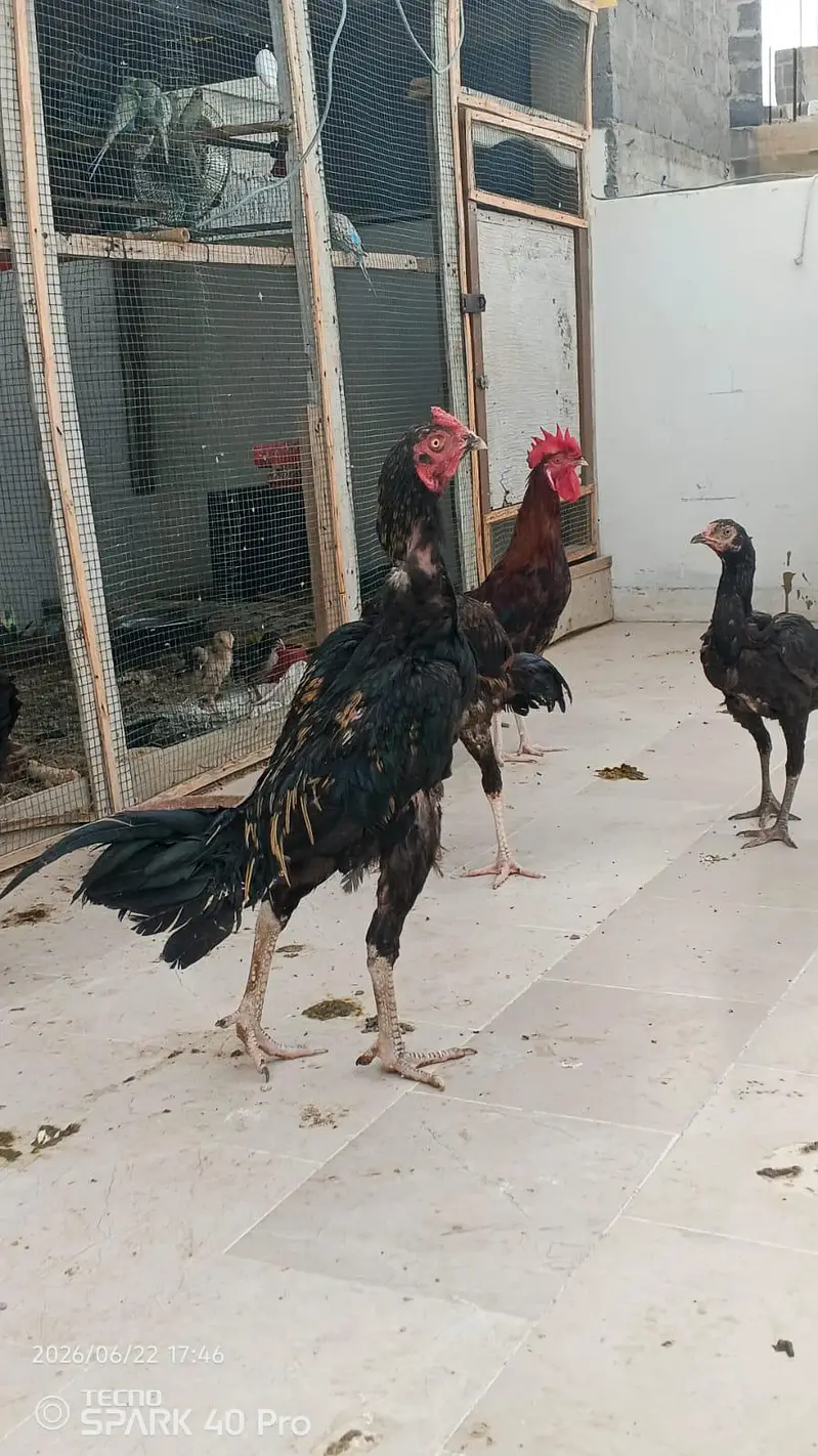 pure mianwali aseel — photo 11
