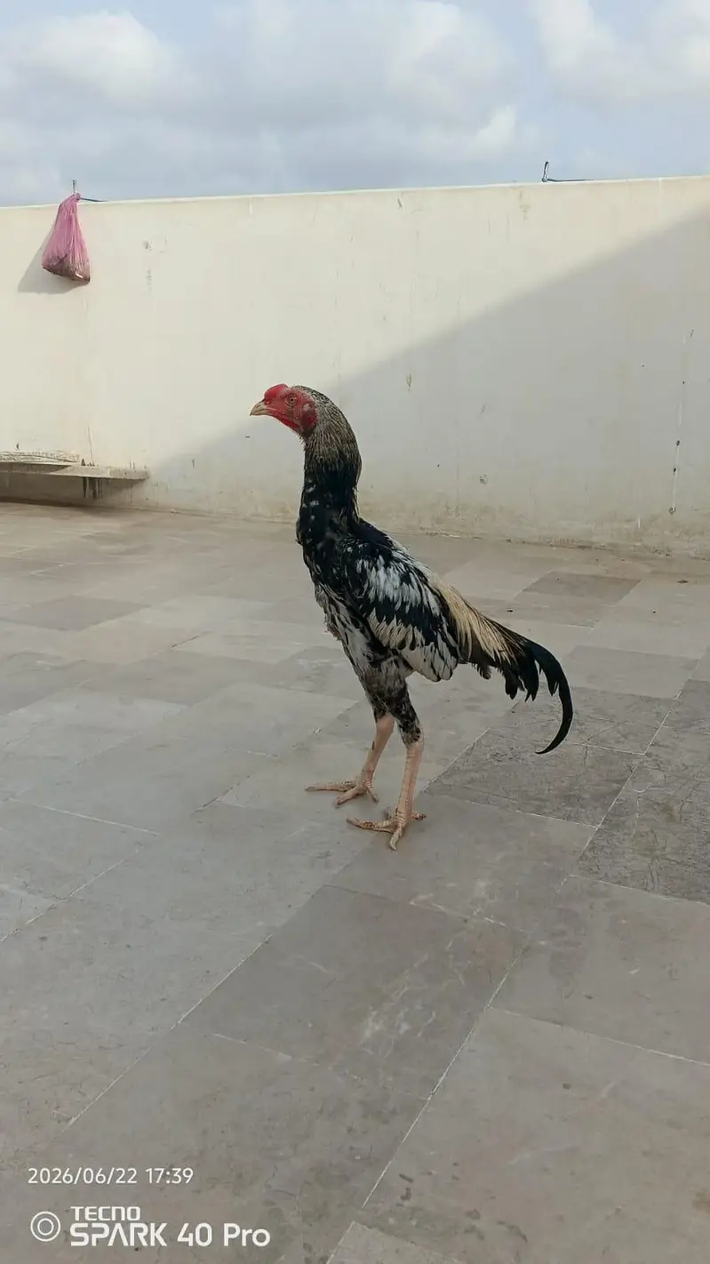 pure mianwali aseel — photo 12