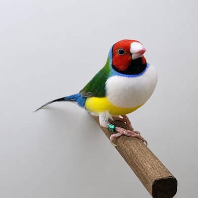 Gouldian spilit blue PGC closed ring birds