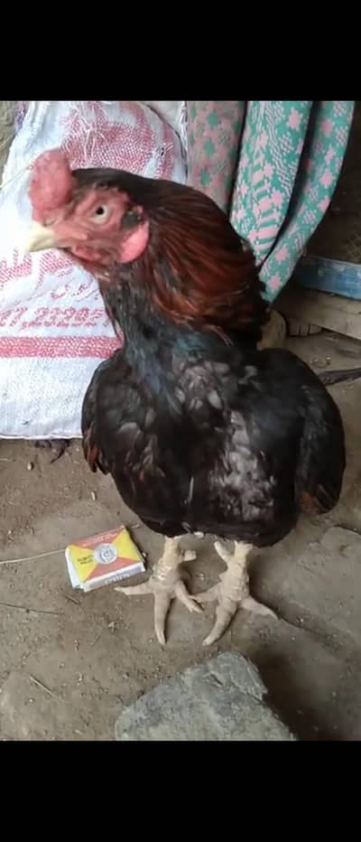 amroha male