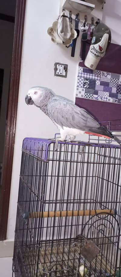 Beautiful African grey parrot