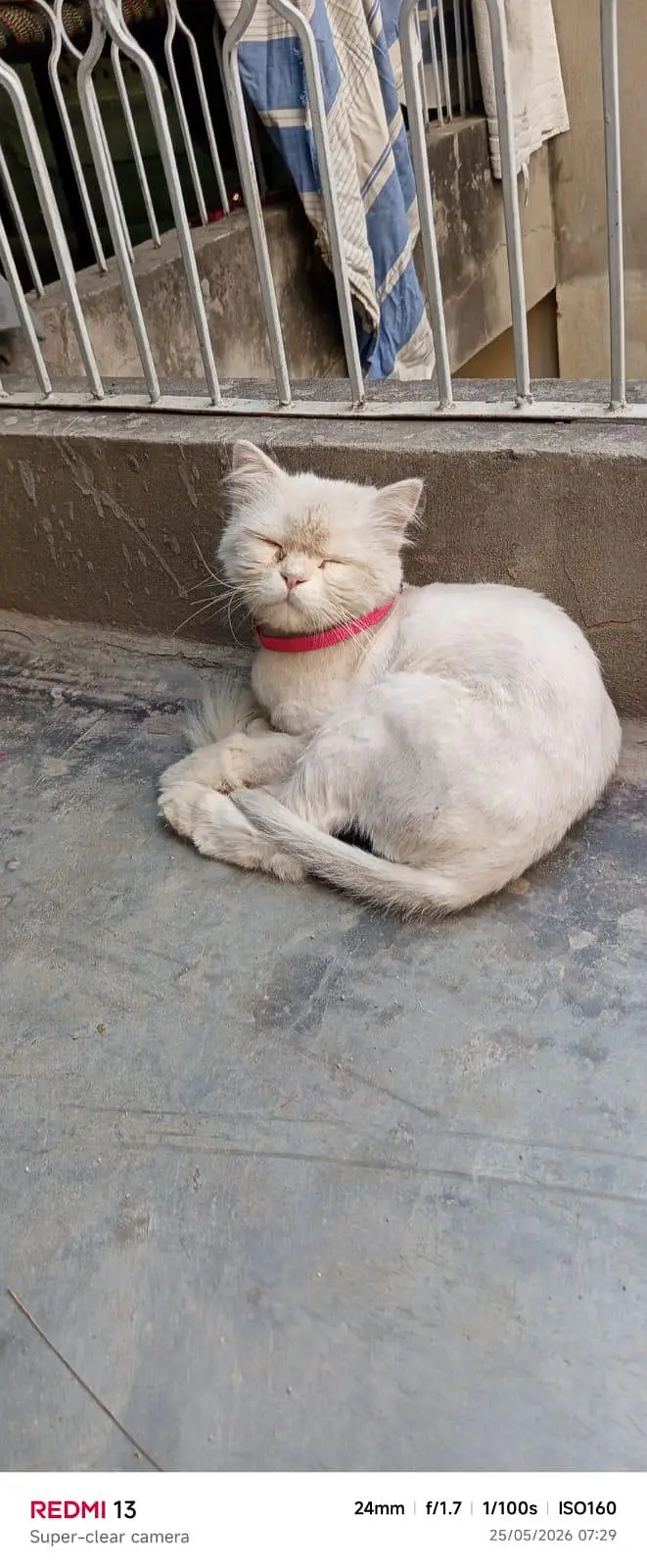 Persian male cat for sale 03204568715