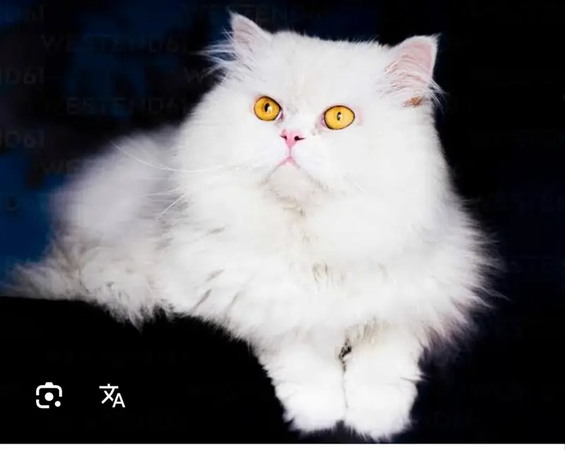Persian male cat for sale 03204568715 — photo 2