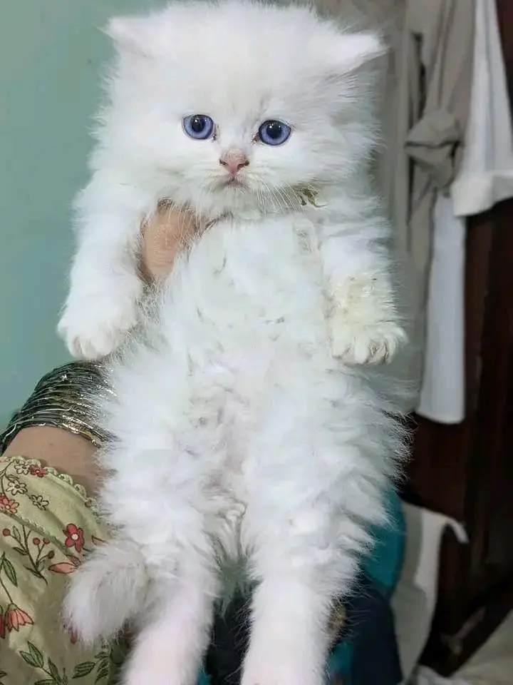 Cats | Persian | &* kittens |  Blue Eyes | 3 kot | O348O29O146 | WA
