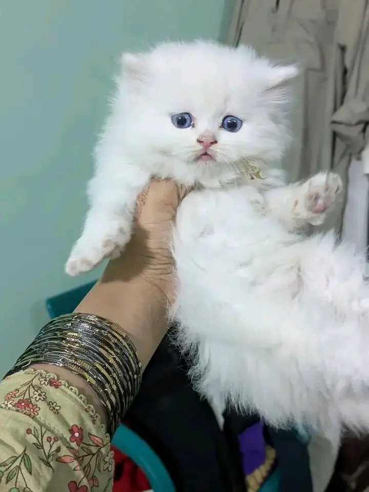 Cats | Persian | &* kittens |  Blue Eyes | 3 kot | O348O29O146 | WA — photo 2