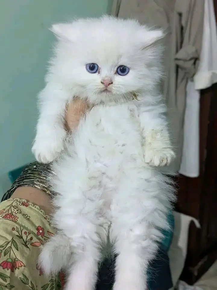 Cats | Persian | &* kittens |  Blue Eyes | 3 kot | O348O29O146 | WA — photo 3