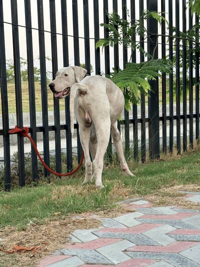 Security dog