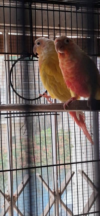 Conure breeder pairs available 0317-2151409