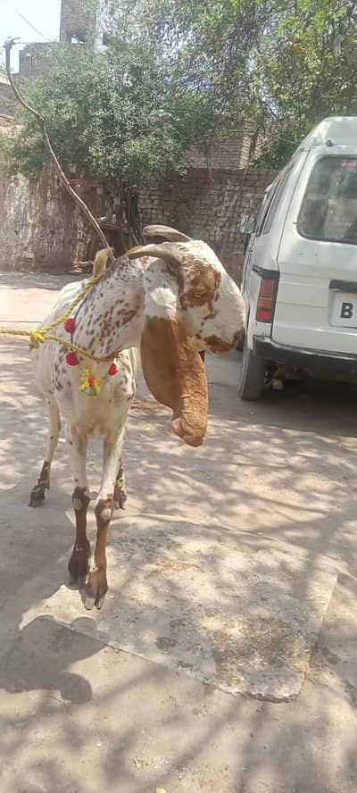 Healthy female goat 4 years