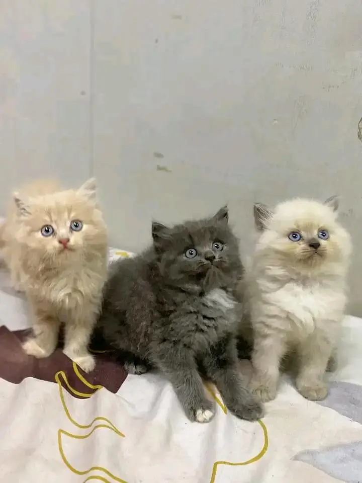 Cats | Persian | kittens |  Blue Eyes | 3 kot ß$ | O348O29O146 | WA