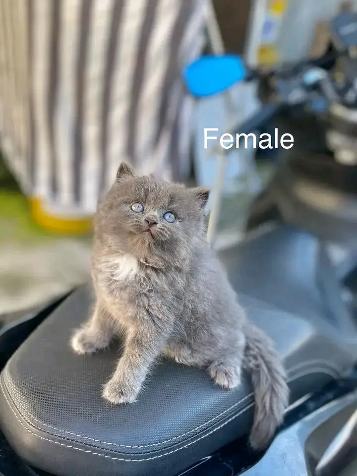 Cats | Persian | kittens |  Blue Eyes | 3 kot ß$ | O348O29O146 | WA — photo 2