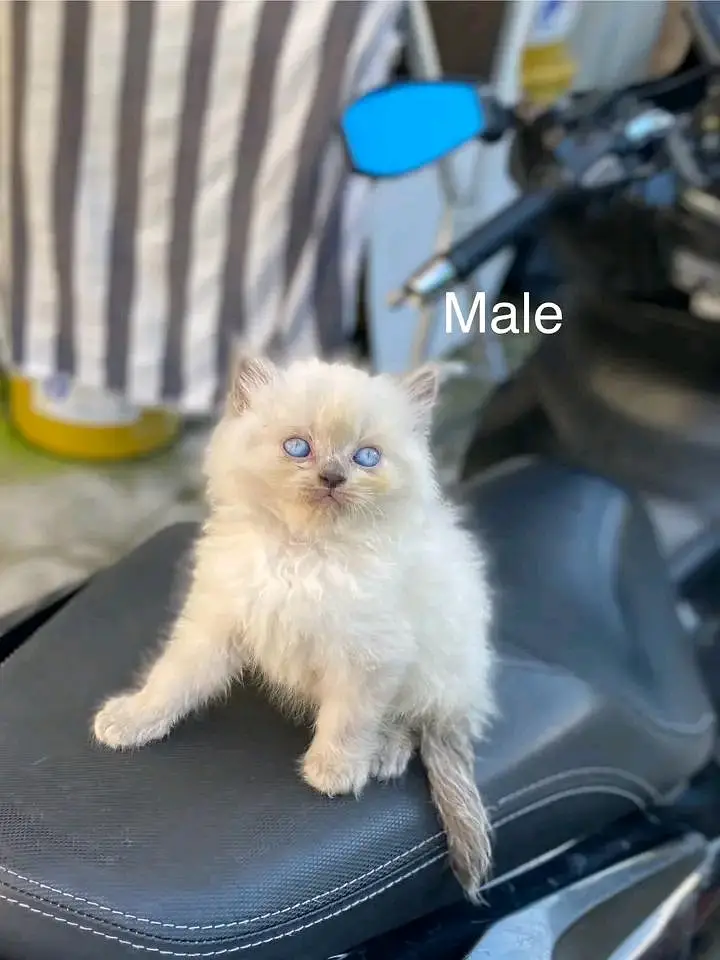 Cats | Persian | kittens |  Blue Eyes | 3 kot ß$ | O348O29O146 | WA — photo 3