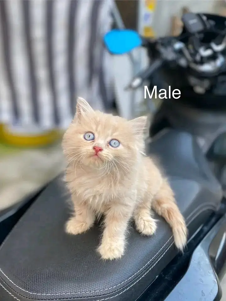 Cats | Persian | kittens |  Blue Eyes | 3 kot ß$ | O348O29O146 | WA — photo 4